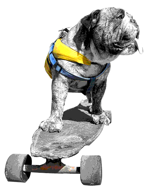 Image of a dog riding a skateboard with a grainy texture