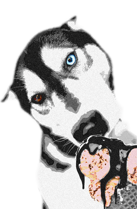 a husky licking an icecream cone