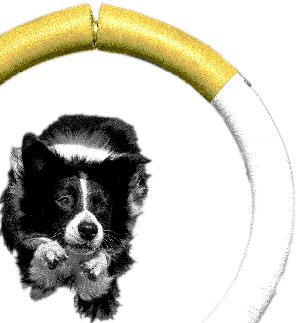 Border Collie jumping through hoop