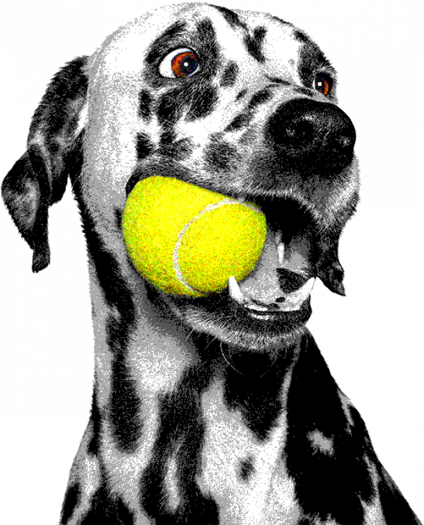 Close up of a dalmation with yellow tennis ball in his mouth